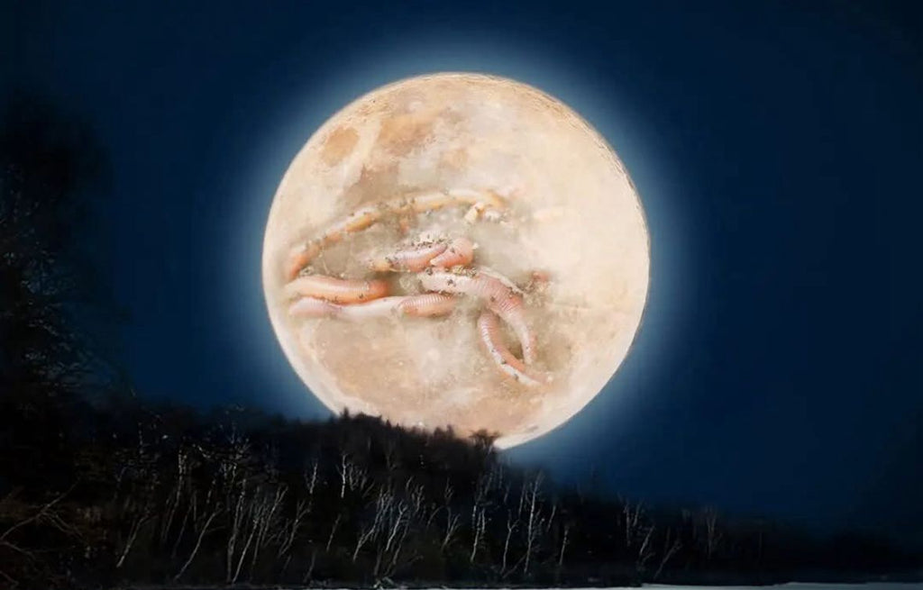 KIT LUNA "Desparasitación"| DAYMI (Afiliación)